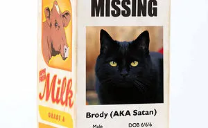 My Roommates Satanic Cat Decided To Throw Up On My Shoes
