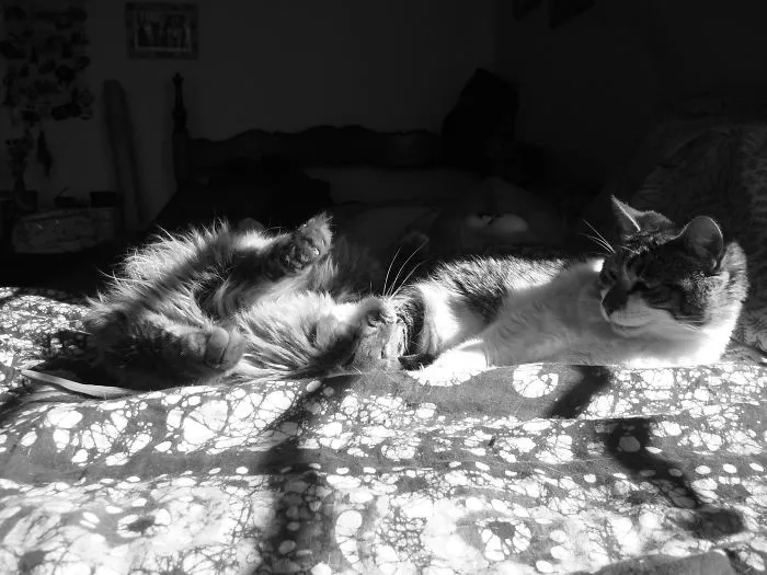 I Found My Cats Sleeping Together And I Couldn't Resist Taking Some Pictures
