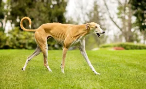 I Photographed Abused Spanish Hunting Dogs To Help Rescue More Of Them