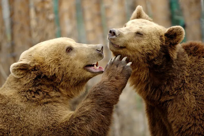 Sometimes Animals Are More Loving Than Humans, And I Photographed Them To Prove It