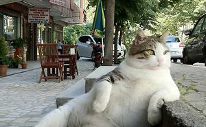 How People Call Cats In Different Countries