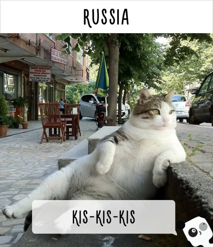 How People Call Cats In Different Countries