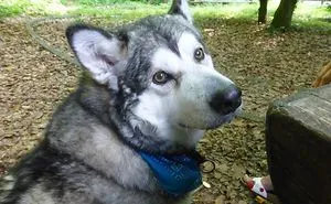 Meet Sljemenka, The Dog With Runner's Heart
