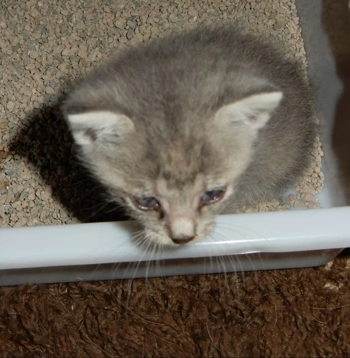 Blind, Sick And Dying But Look At Her Now
