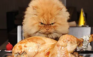 How People Call Cats In Different Countries