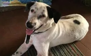 This Dog Nearly Died On The Streets Of Egypt Until He Was Rescued And Brought To Canada