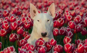 Meet Claire, My Bull Terrier Who Loves To Pose In Flower Fields