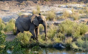 We Visited Kruger National Park Last Month And It Was A Life Changing Experience