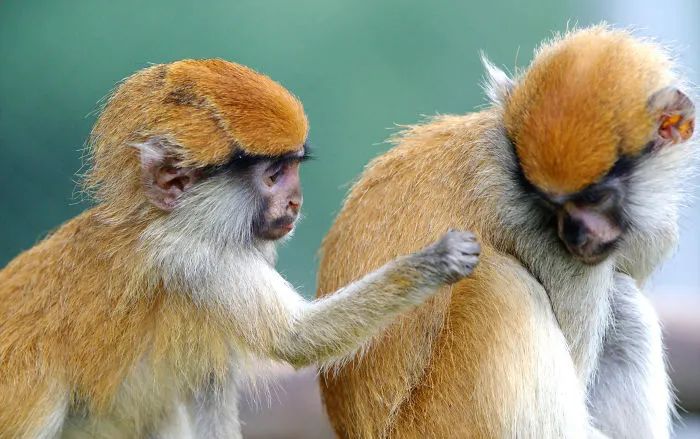 Sometimes Animals Are More Loving Than Humans, And I Photographed Them To Prove It