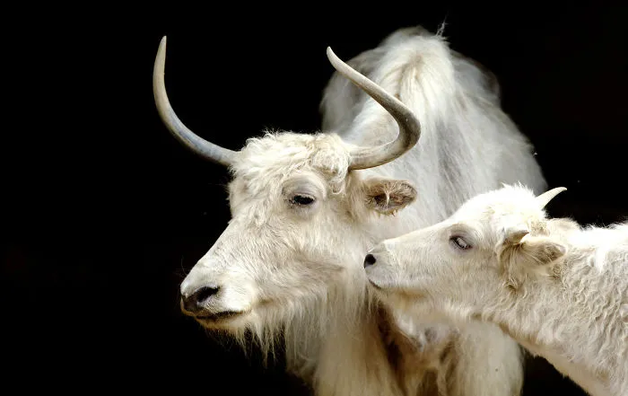 Sometimes Animals Are More Loving Than Humans, And I Photographed Them To Prove It