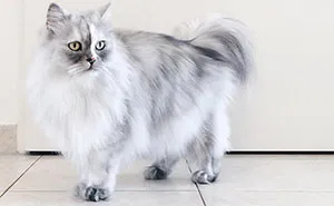 Meet Alice, An Adopted Cat With The World's Most Beautiful Marble Fur