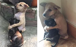 Stray Puppies Won't Stop Hugging Each Other Since They Were Rescued