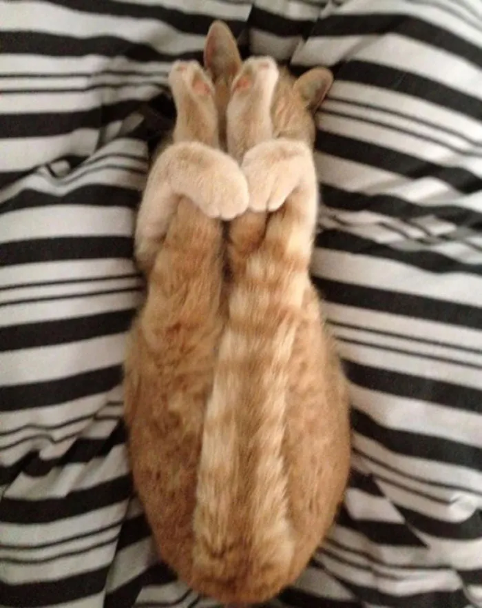 Just My Cat Doing Yoga