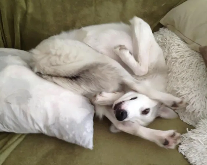 I Forgot How To Dog But Learned How To Yoga
