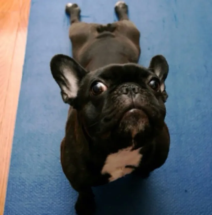Yoko Doing Upward Dog