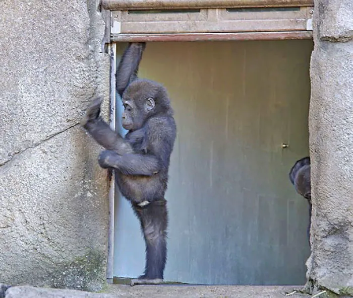 Monkey Business