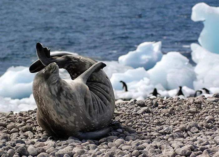 Elegant Yoga Seal