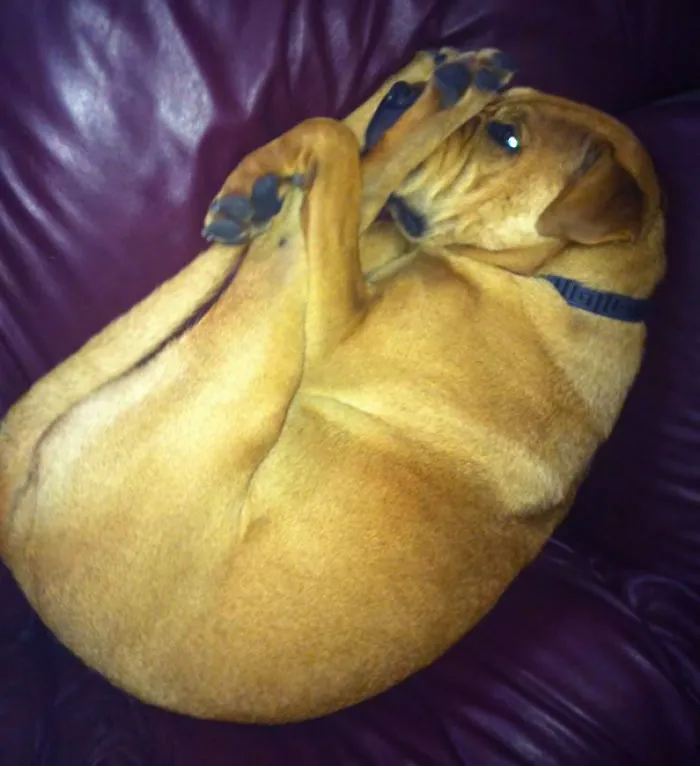 So, Animals Doing Yoga Is A Thing Now?