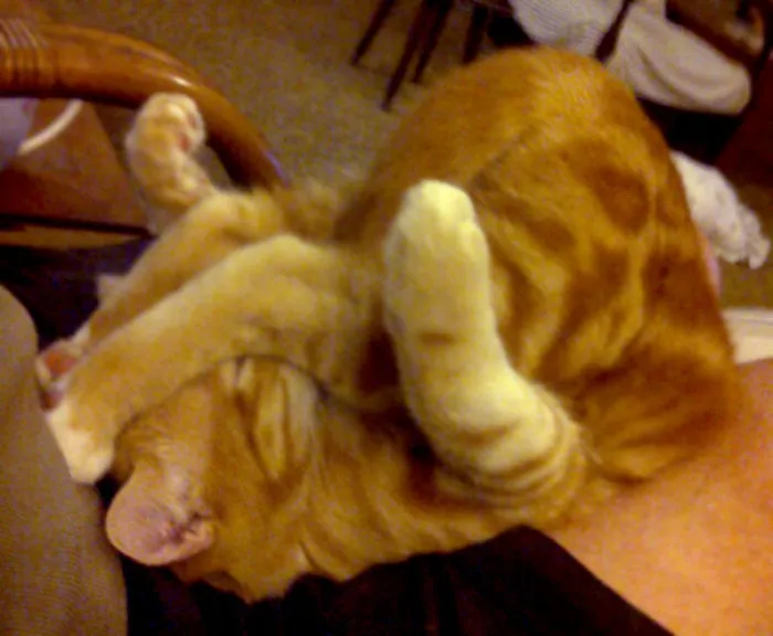 Halasana Kitten