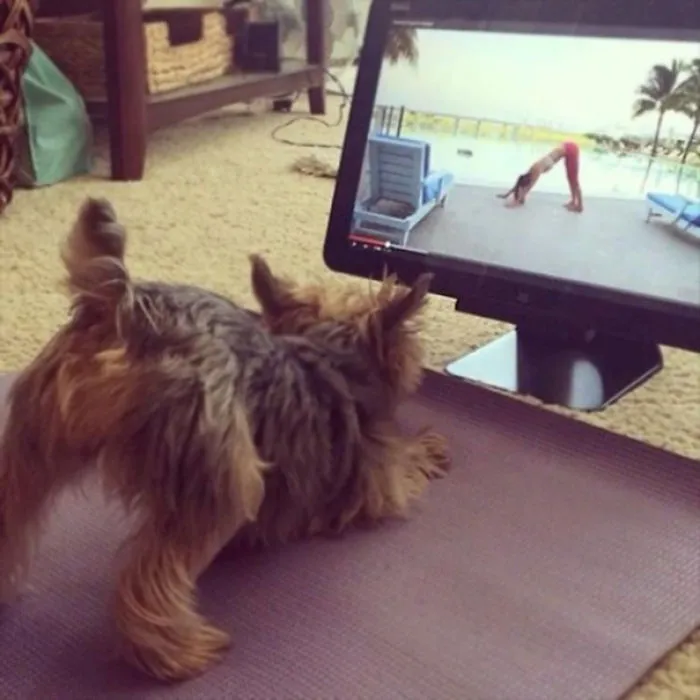 This Yorkie Learns Fast