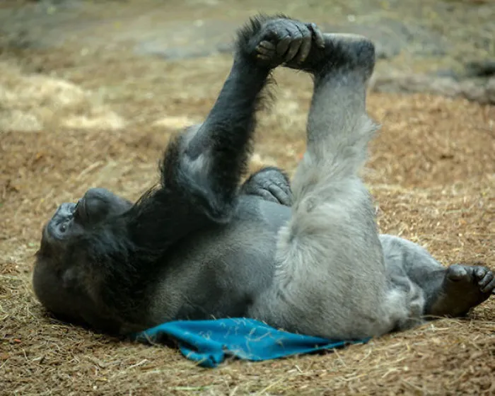 Time For A Little Sunday Morning Yoga Session, Brought To You By Kit