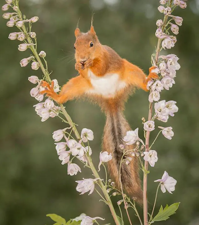 Some Serious Squirrel Splits