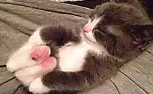 104 Animals That Do Yoga Better Than You