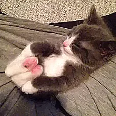 How High Can You Stretch Your Paws? - Sky High