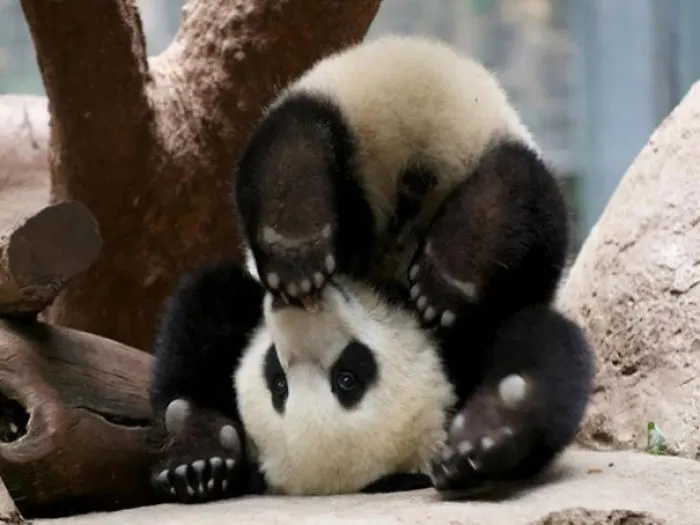 If Pandas Can Do It