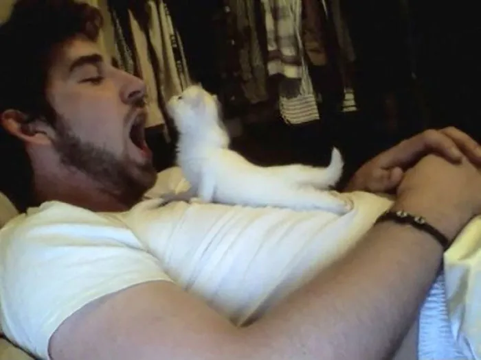 Cute Kitten Doing Yoga