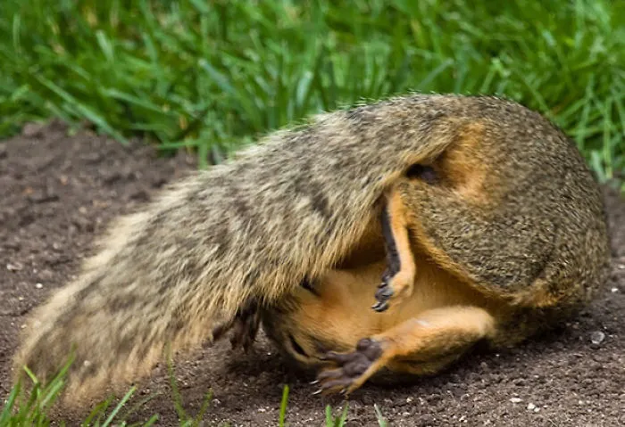 Just A Squirrel Doing Some Stretching