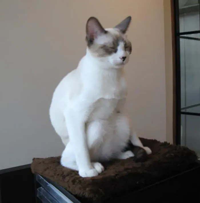 Cat Yoga Level 2