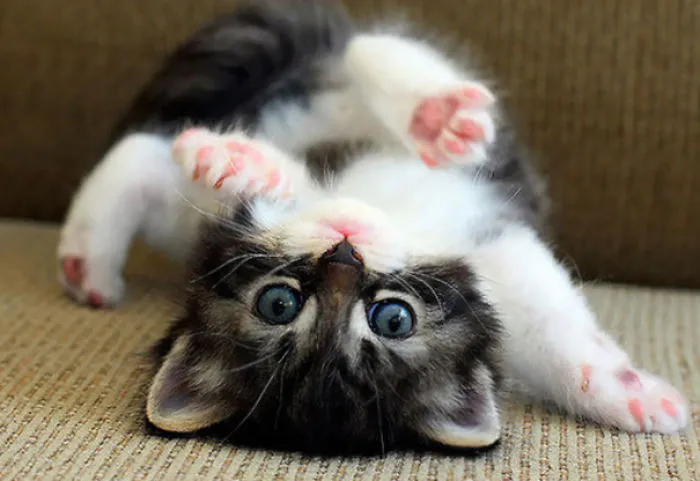 Cutest Yogi Ever