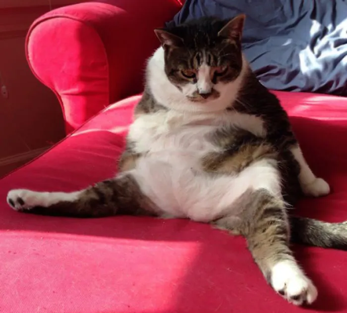 My Cat Nnows How To Yoga