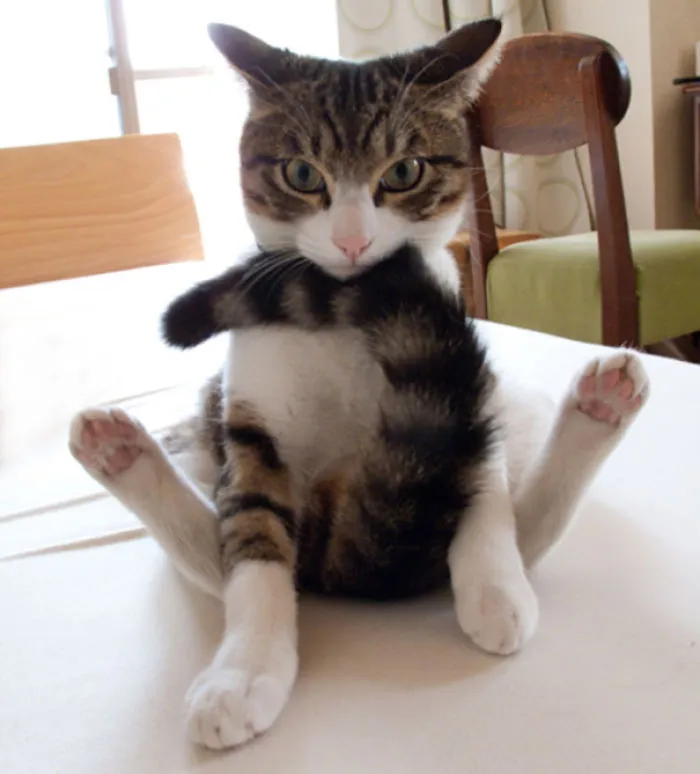 Now We’ll Do The Yoga Pose Called Human Watching Tv