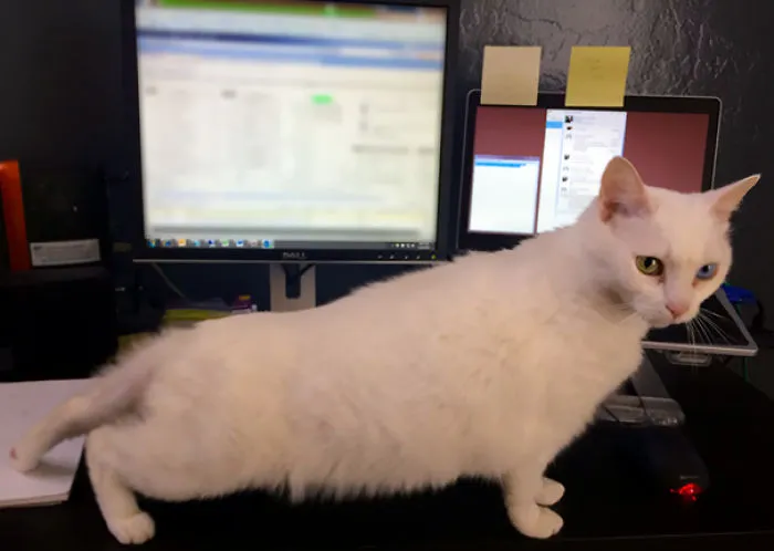 This Cat Yoga Pose Is Called The Interrupted Workday
