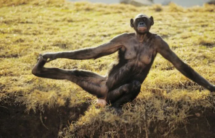 This Monkey Knows What It's Doing