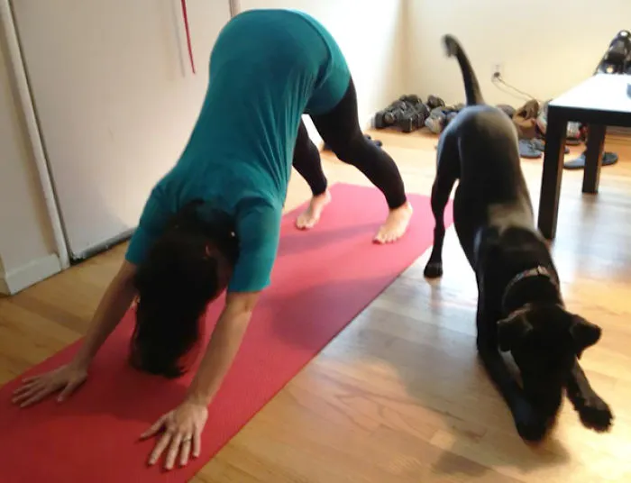 My Friend's Dog Was Giving Her Some Yoga Pointers