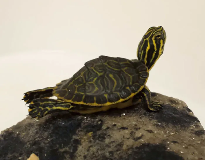 I Have A Tiny Turtle That Likes To Do Yoga