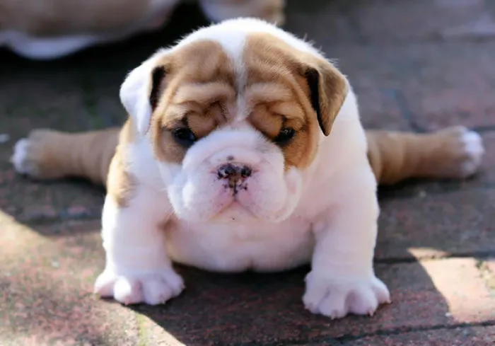 This Is A Puppy From My Friend's Litter. He Likes To Do Yoga In His Spare Time