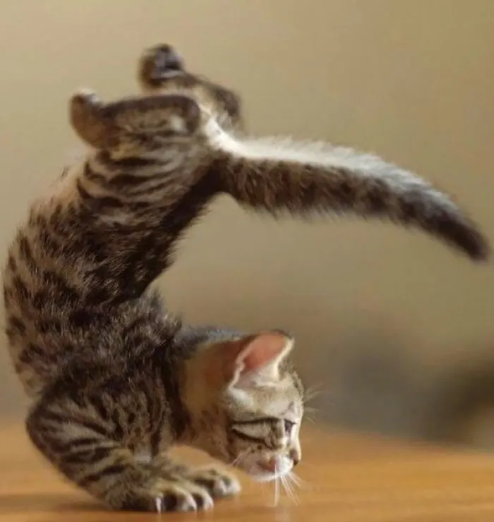 Purrrfect Handstand, Kitten