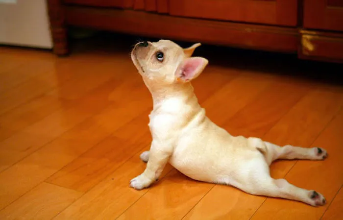 Cobra Pose