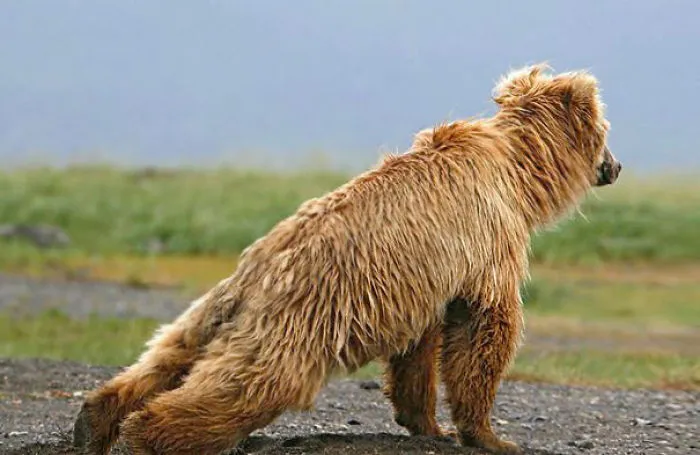 Bear Plank Pose
