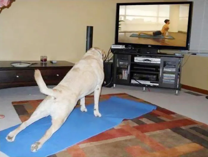 Yoga For Beginner Dogs