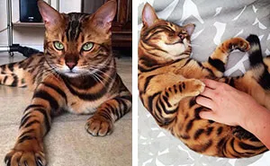 Meet Thor, The Bengal Cat With Purrfectly Beautiful Fur