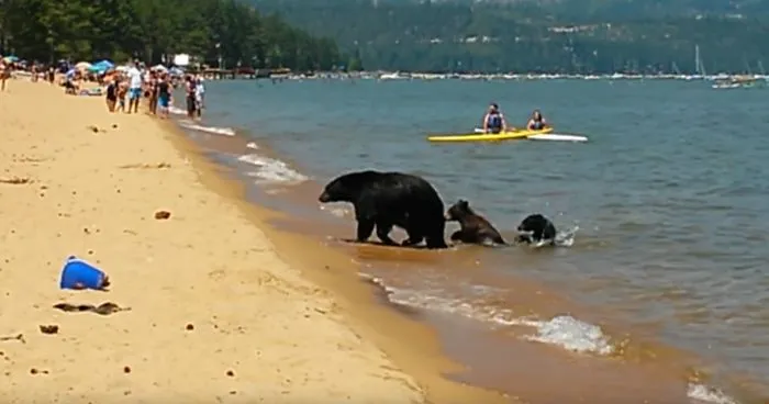 Mama Bear Takes Her 2 Cubs For A Swim In California In The Middle Of The Day