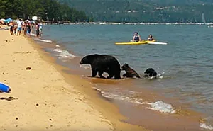 Mama Bear Takes Her 2 Cubs For A Swim In California In The Middle Of The Day