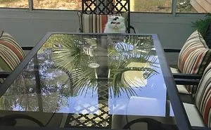 You're Late For An Important Meeting With Your Cat, What Did He Tell You?