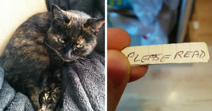 Cat Owner Finds A Note Attached To Its Collar, Learns Her Secret