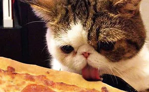 How People Call Cats In Different Countries